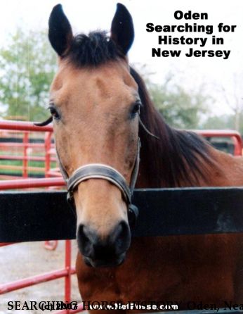 SEARCHING HORSE HISTORY Oden, Near Fredon, NJ, 07860